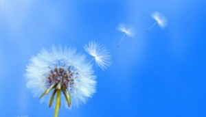 dandelion-seeds-blowing-1390302014-thumb