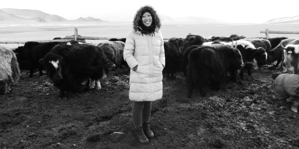Nancy Johnston_yak farm in Mongolia