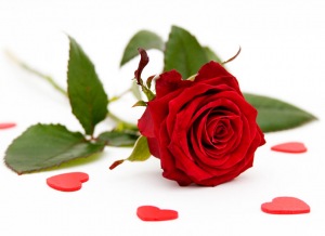 Beautiful-Red-Roses-roses-34610974-690-501