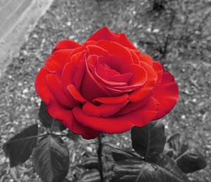 garden-rose-320623_640