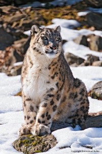 Snow leopard courtesy Emmanuel Keller DSWF