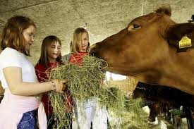 children feeding cow at farm