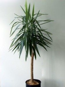 A yucca plant indoors against a white wall